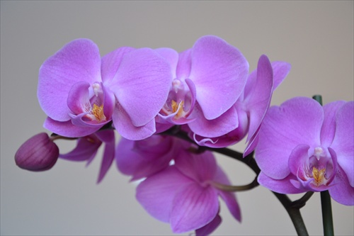 Orchidea 2