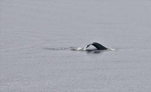 tail of a Beluga whale