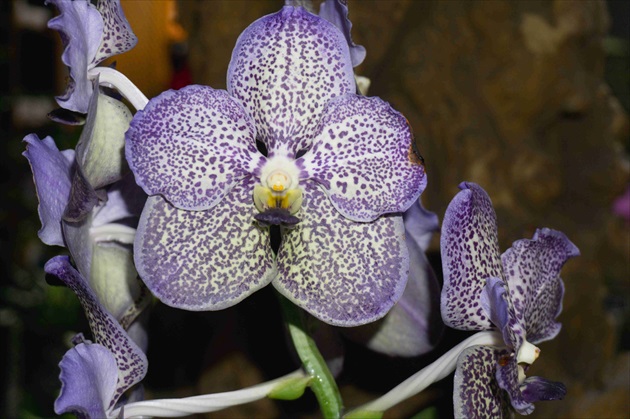 Vanda