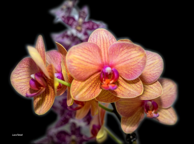 Orchidea v zime