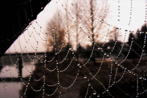 Spider web