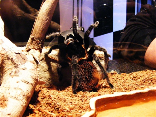 Brachypelma vagans