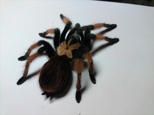 brachypelma emilia