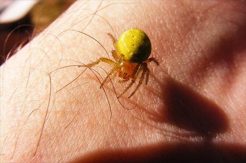 GREEN SPIDER