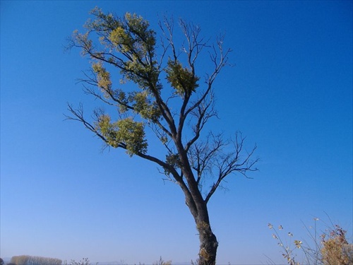 ...starý strom