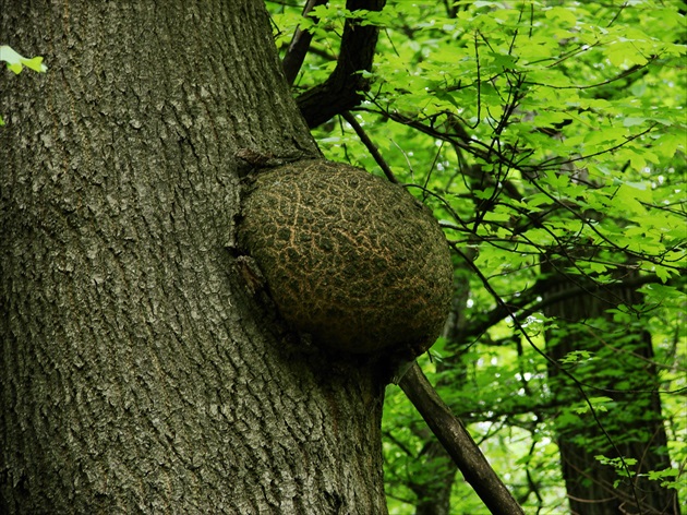 Tehotenstvo alebo pivné brucho?