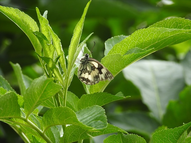 V zeleni