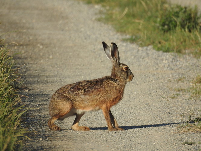 poľný