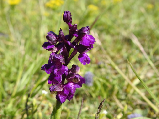 naša orchidejka