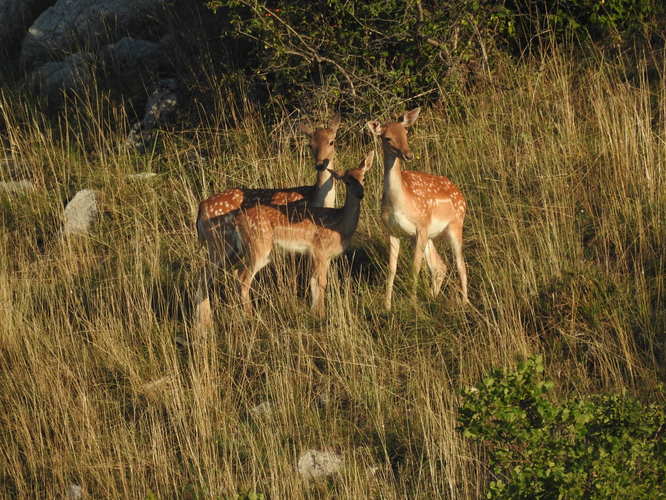 trio