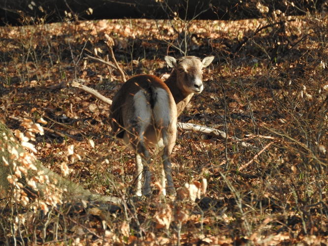 pohľad