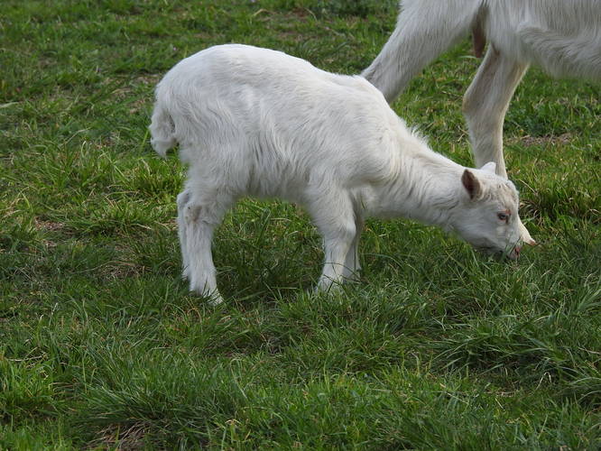 prvý krát na paši