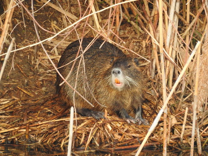 oranžovozubá