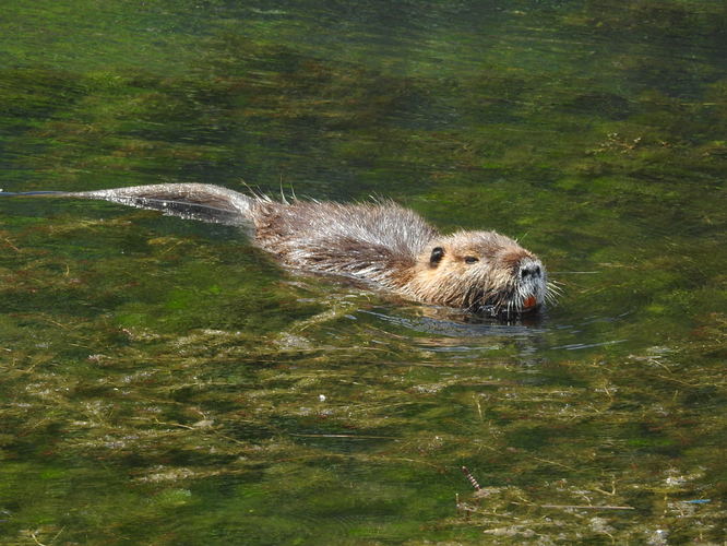 nutria