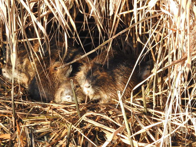 rodinná siesta