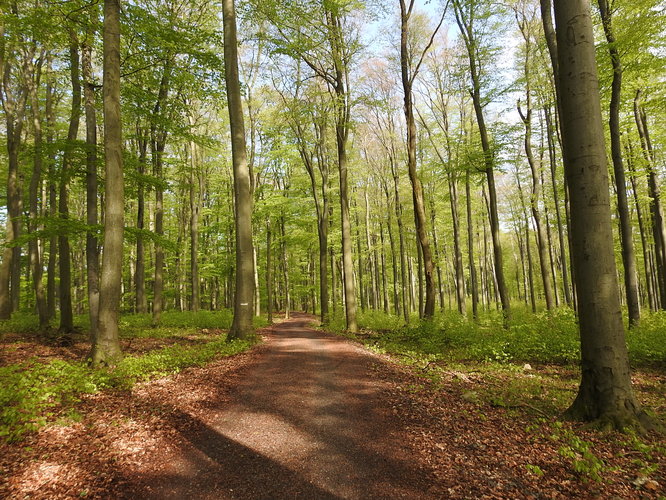 zelená sa bučina