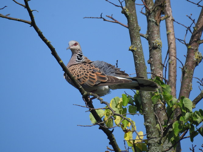 poľná