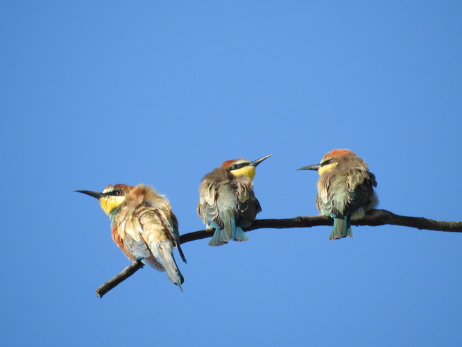 mládežnícke trio