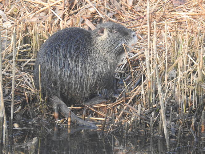 nutria