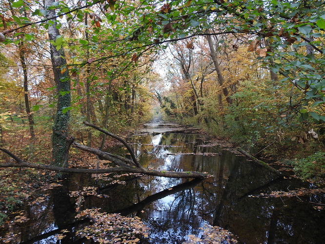 rusovské rameno