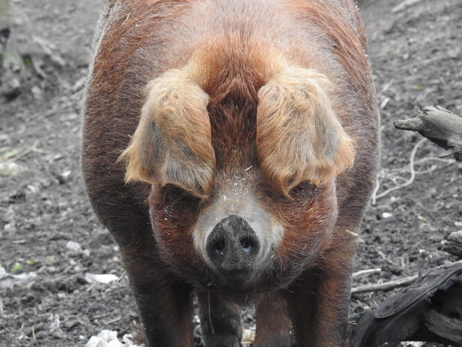 mangalica