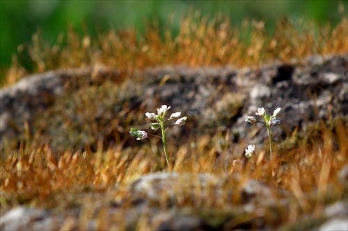 na skale II.