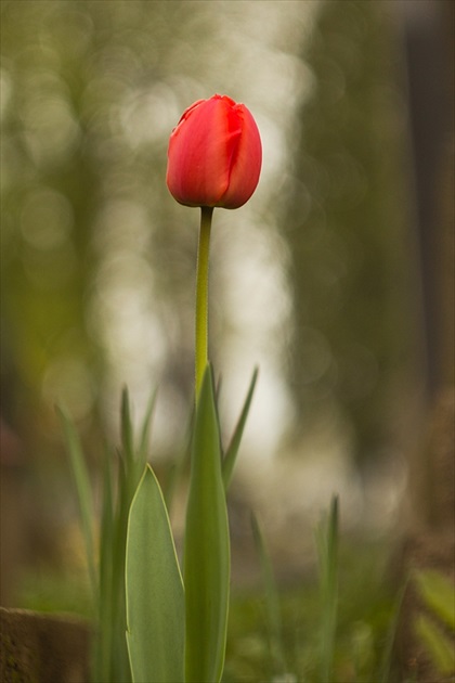 tulip