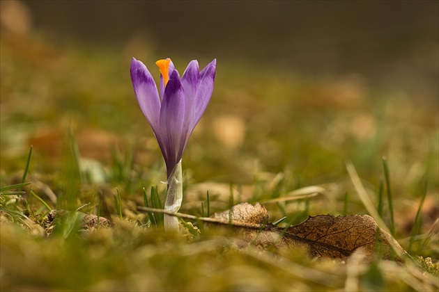 crocus