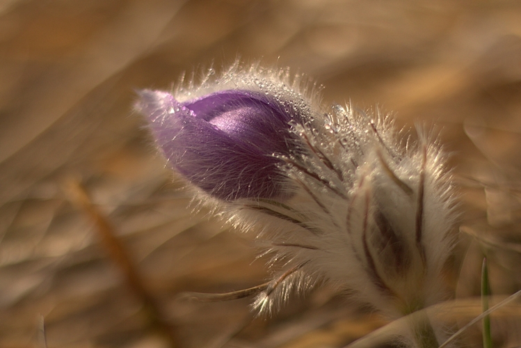 Pulsatilla slavica