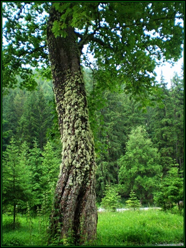 starý a zarastený