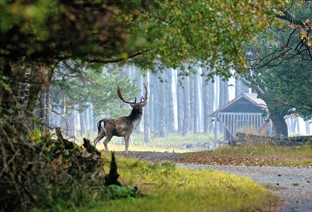 Majestát...