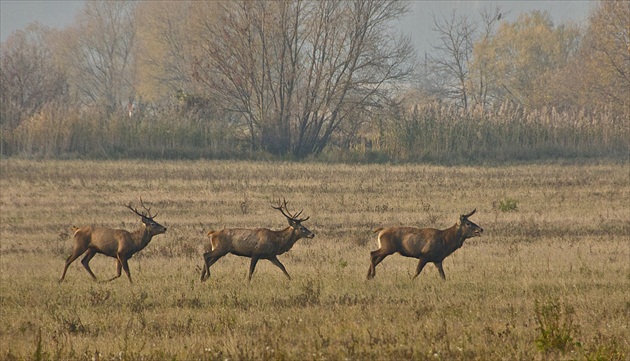 Postupka...