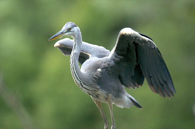 Volavka popolavá /Ardea cinerea/