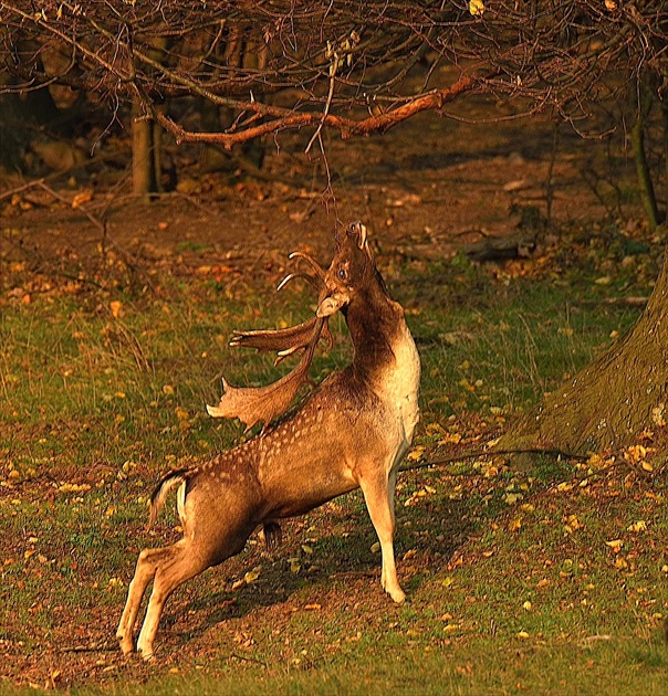 V posledných lúčoch slnka...