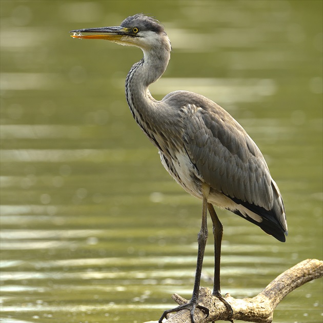 Volavka popolavá /Ardea cinerea/