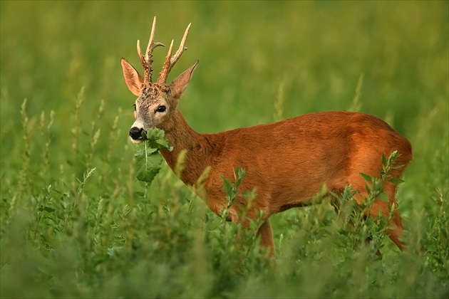 Capreolus capreolus