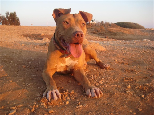 Sunset s pitbullom...