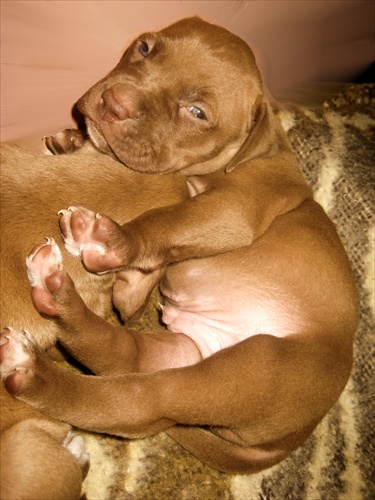 Teddy bear puppy...