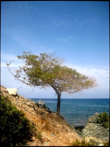 Lonely Tree