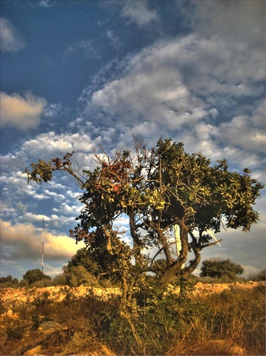 The sunset tree