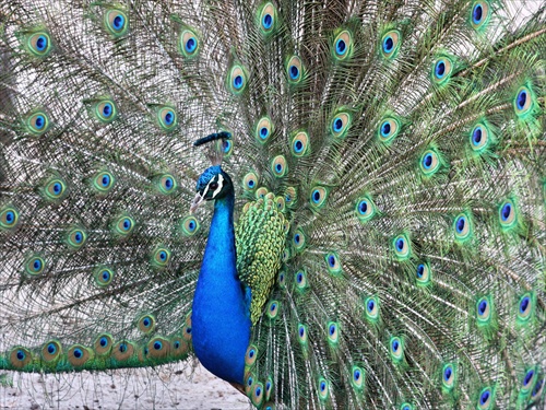 Peacock