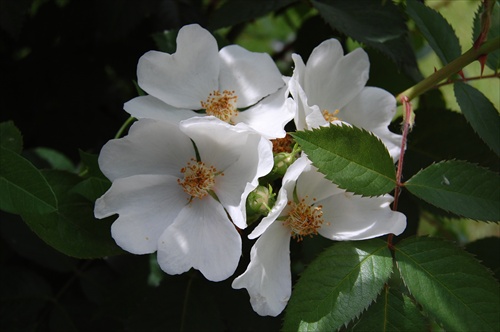 Wild rose