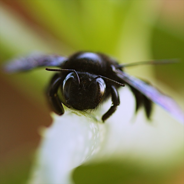 Xylocopa violacea