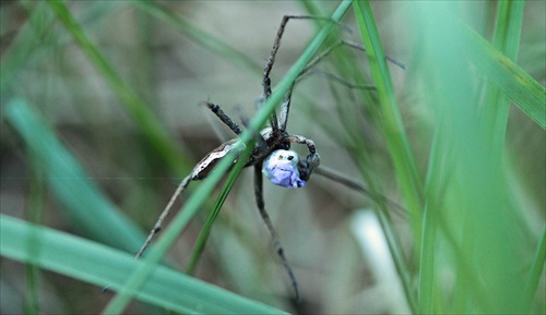 Spider scary movie ...