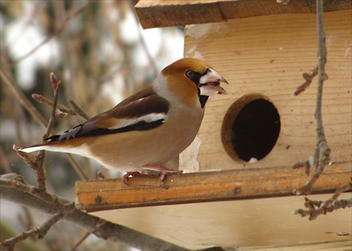 Glezg hrubozobý / Coccothraustes coccothraustes