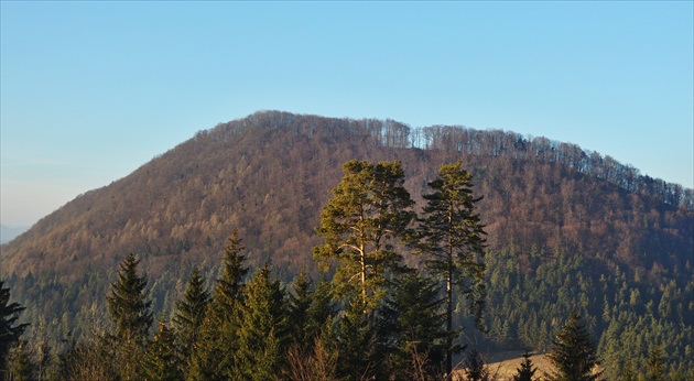 Dve borovičky :))