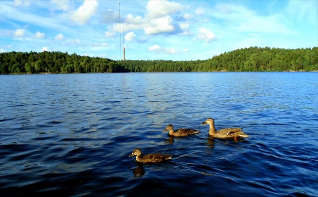 Kačky