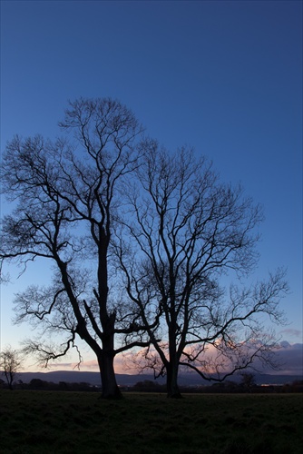 Solitary tree