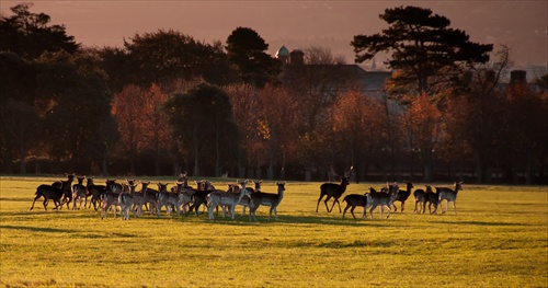 Running deer