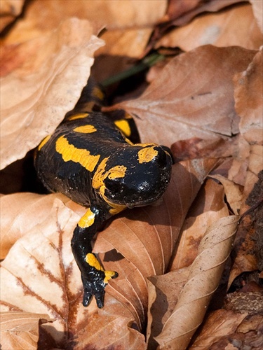 Salamandra